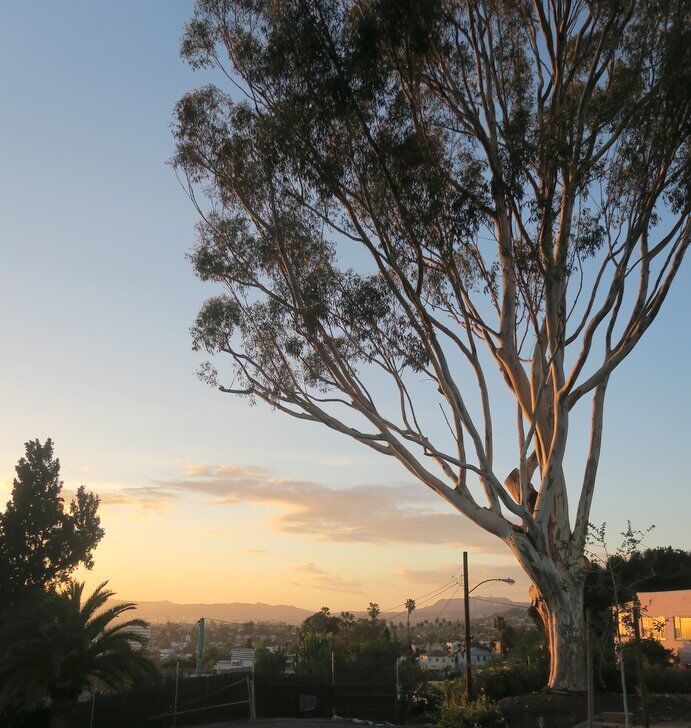 Elysian Park eucalyptus 728